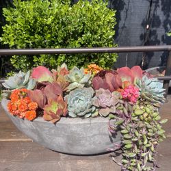 Succulents