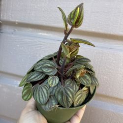 4” Peperomia Picollo Banda 