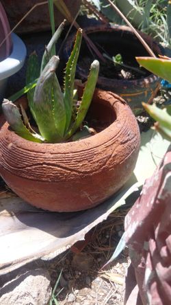 Plants in terra cotta $20 / each