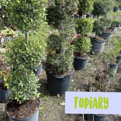 Topiary Sale FROM $55