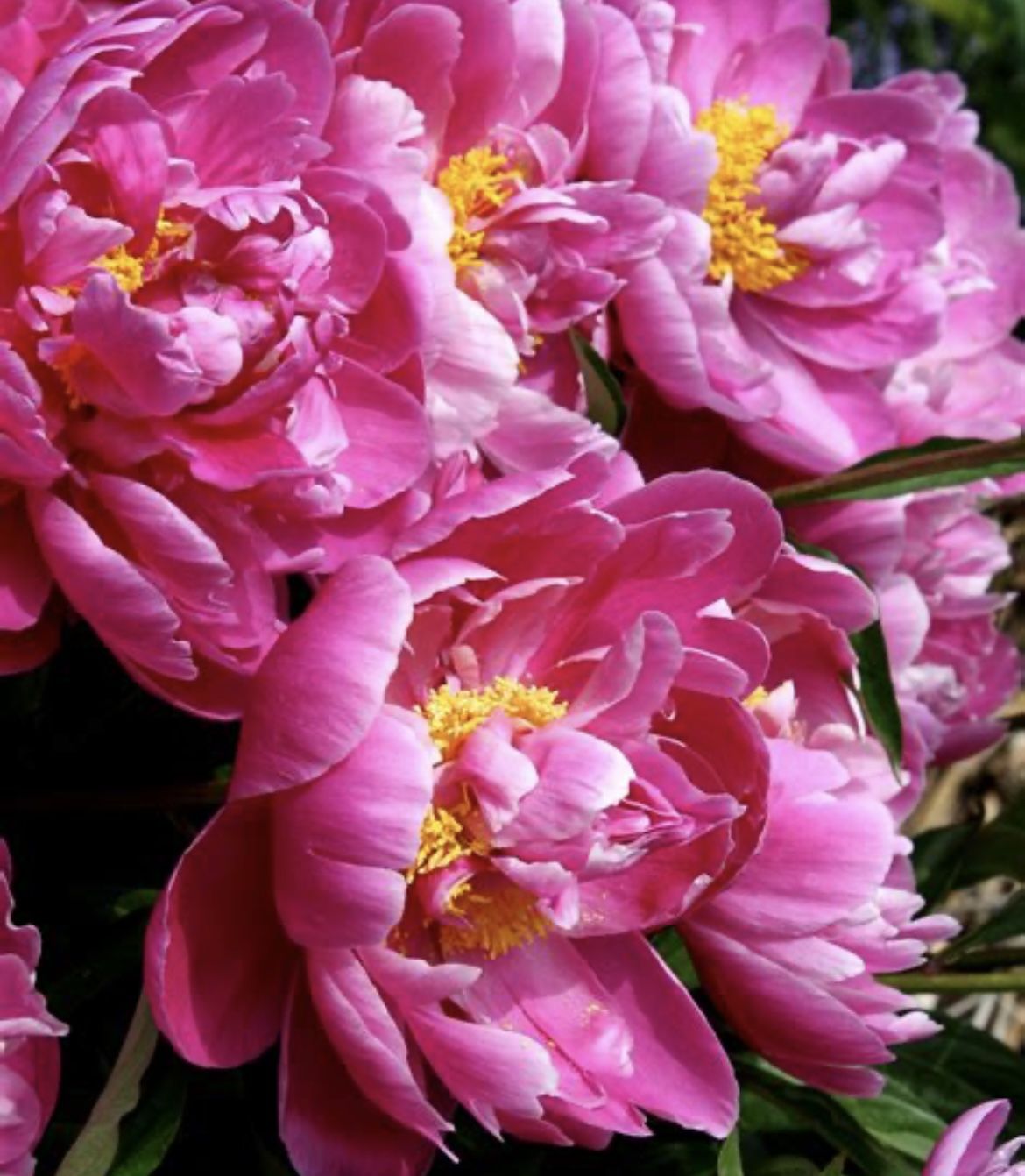 Peony Pink