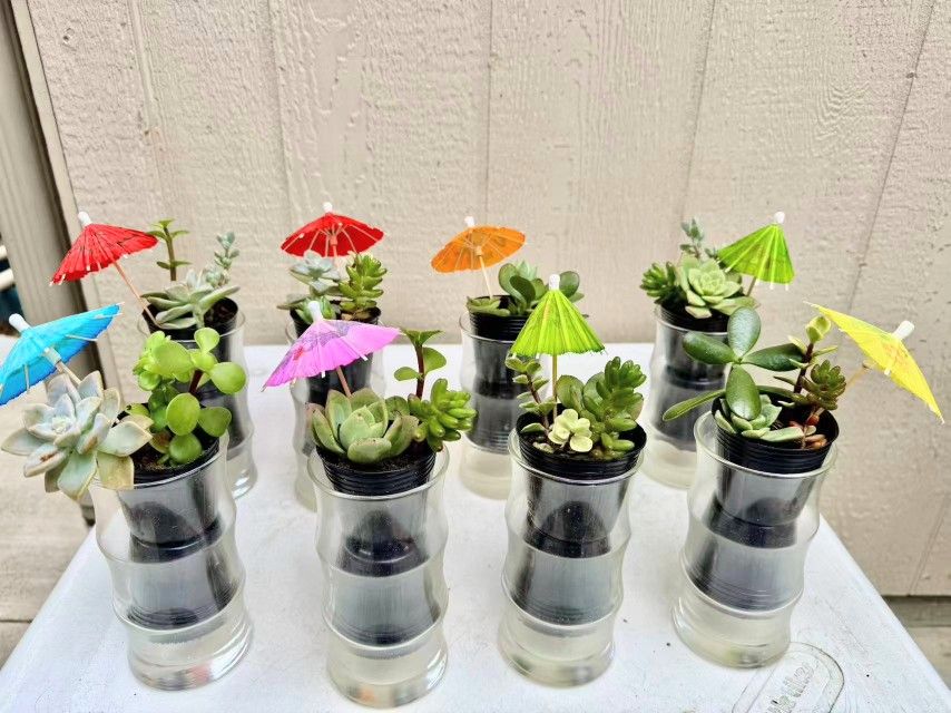 Succulent Arrangements in Glass Bamboo Pots Cups