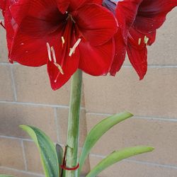 Amaryllis Flowers With Pot About To Bloom Red Gift For Mother's Day