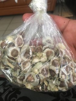 Moringa fresh seeds