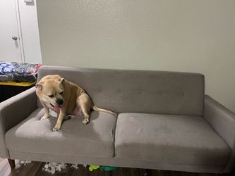 Free Gray Sofa