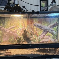 Bearded Dragon Tank 