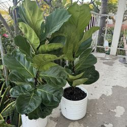 Fiddle Leaf Fig In Ceramic Pot 45$ Each