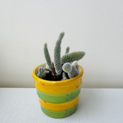 Cactus Plant - with a ceramic pot