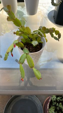 Succulent Plant