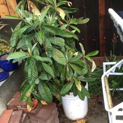 loquat tree in 5 gal