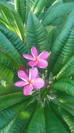 Plumeria