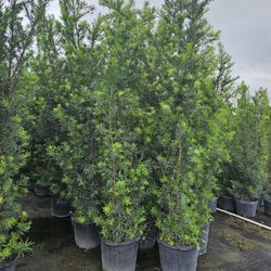 Podocarpus And Arecas Over 8 To 9 TFeet Tall Instant Privacy Hedge For Fence