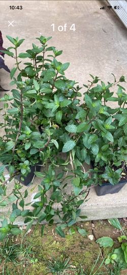 Peppermint Plants
