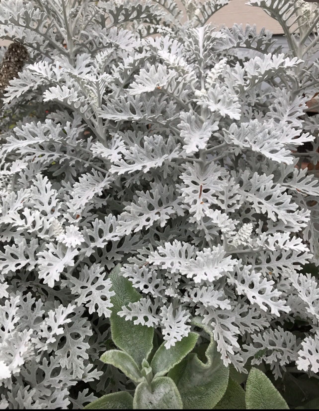 Dusty Miller Perennial Plant With Beautiful Foliage.
