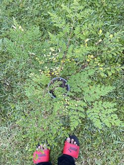 Moringa Tree Large