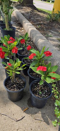 Corona De Cristo/ Crown Of Thorns