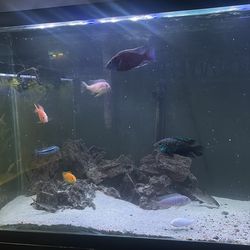 Fish tank decor
