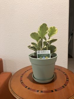 Salt And Pepper Peperomia 