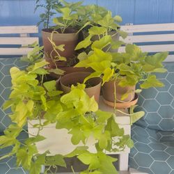Potato Vine Plants 3Plants For $10