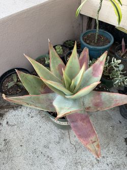 coral agave plant