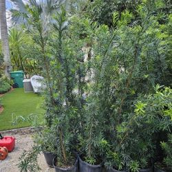 Podocarpus Over 6 Feet Tall Full Green  Fertilized  Ready For Planting Instant Privacy Hedge  Same Day Transportation 