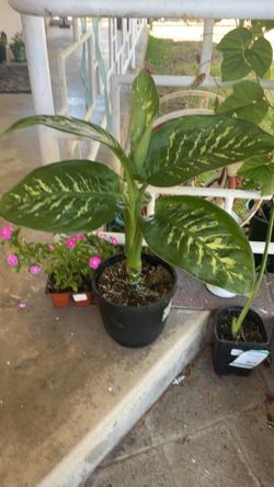 Large House Plant Lovely