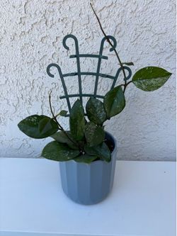 Hoya Obovata Splash