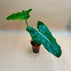 Philodendron Paraiso Verde
