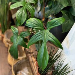 Rare Lush Trailing Philodendron Florida Green Plant/ Indoor plant/ House Plant flower patio garden