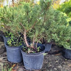 Juniper (Parseniane)