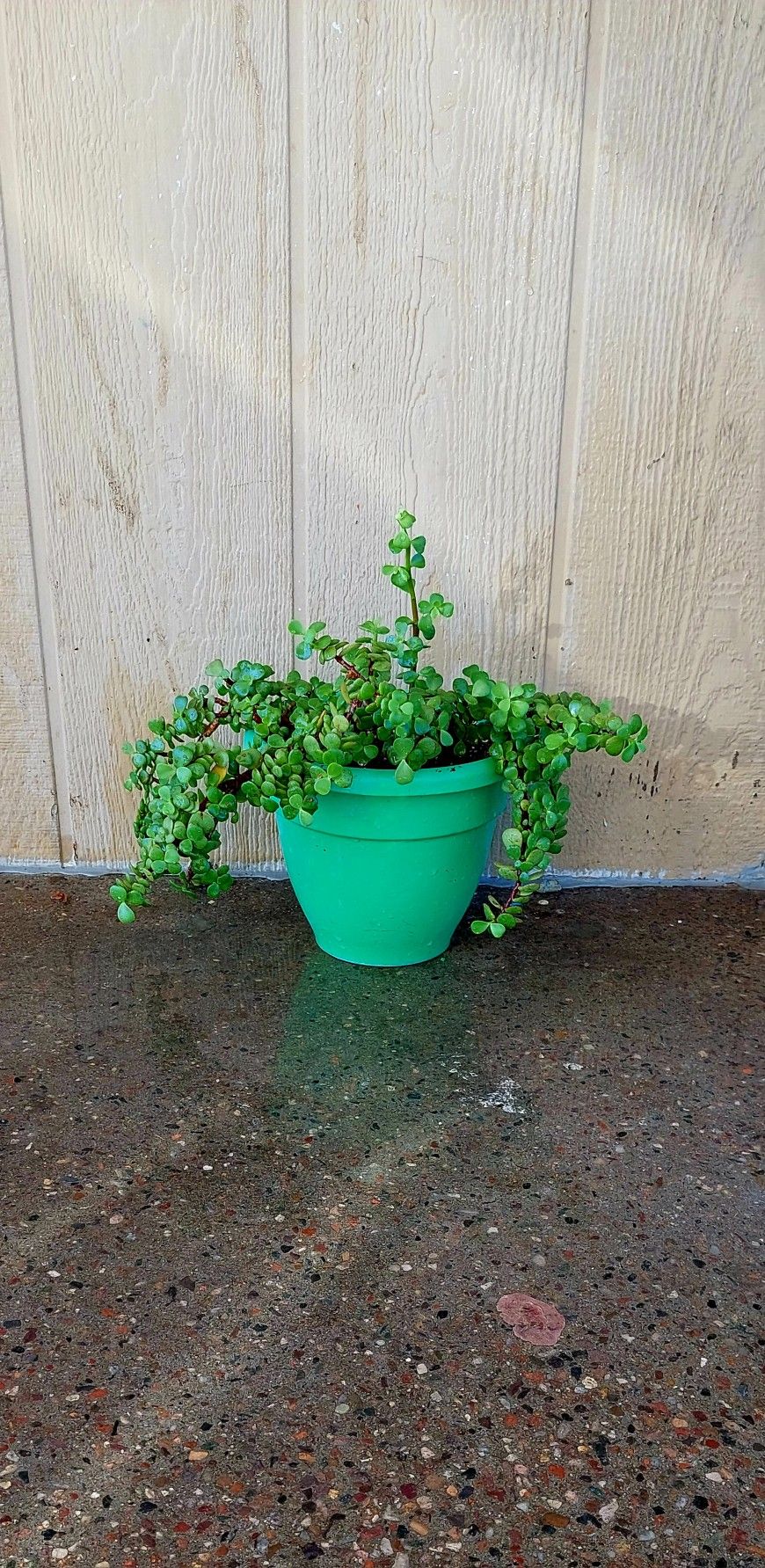 Elephant Food Plant