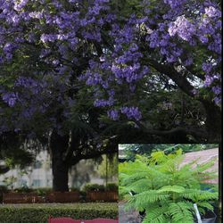 Jacaranda Mimosifolia (5-Gallon) 2-3 Foot Live Tropical Flowering Trees