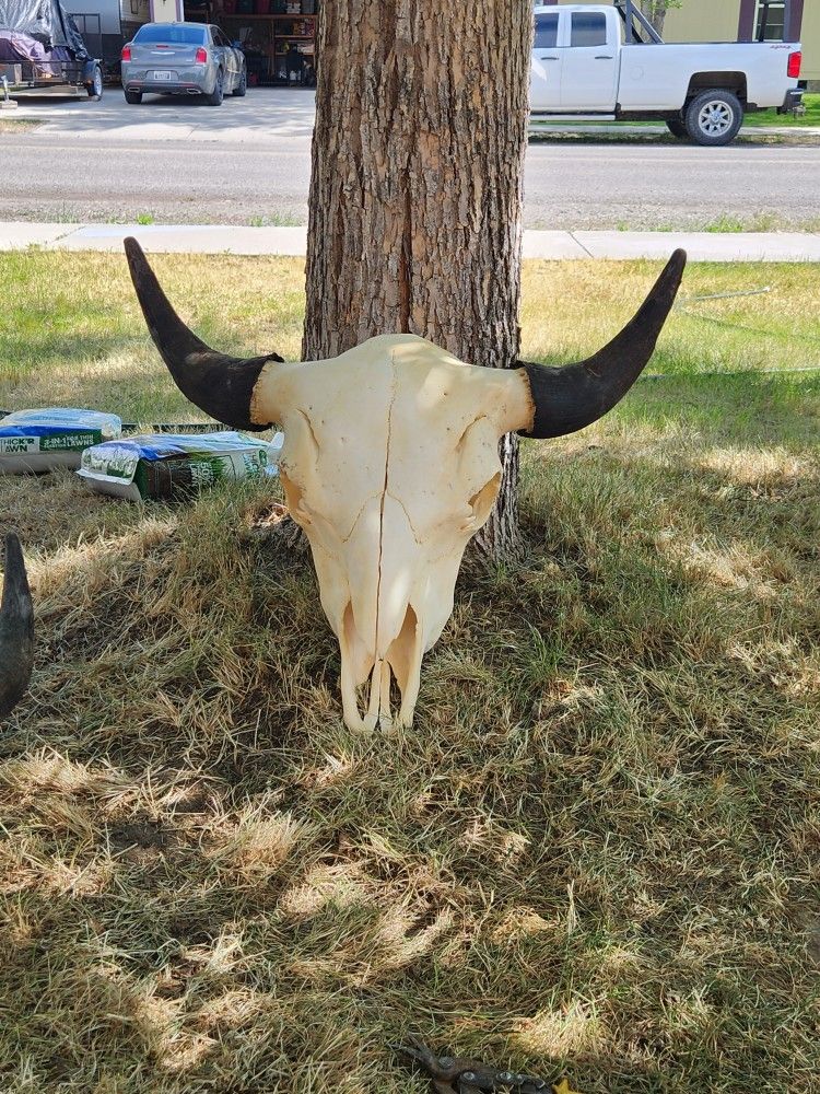 Bison Cabin Decor