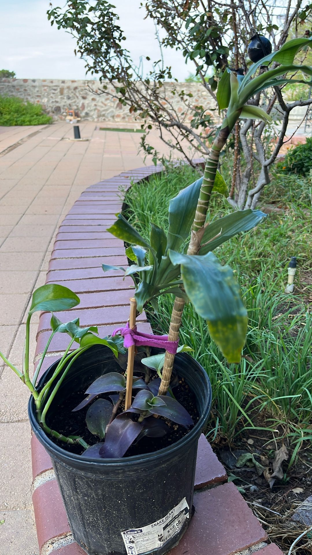 Patio Plant