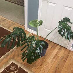 Plant