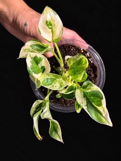 Varigated Pothos, N’Joy (or Pearls & Jade)