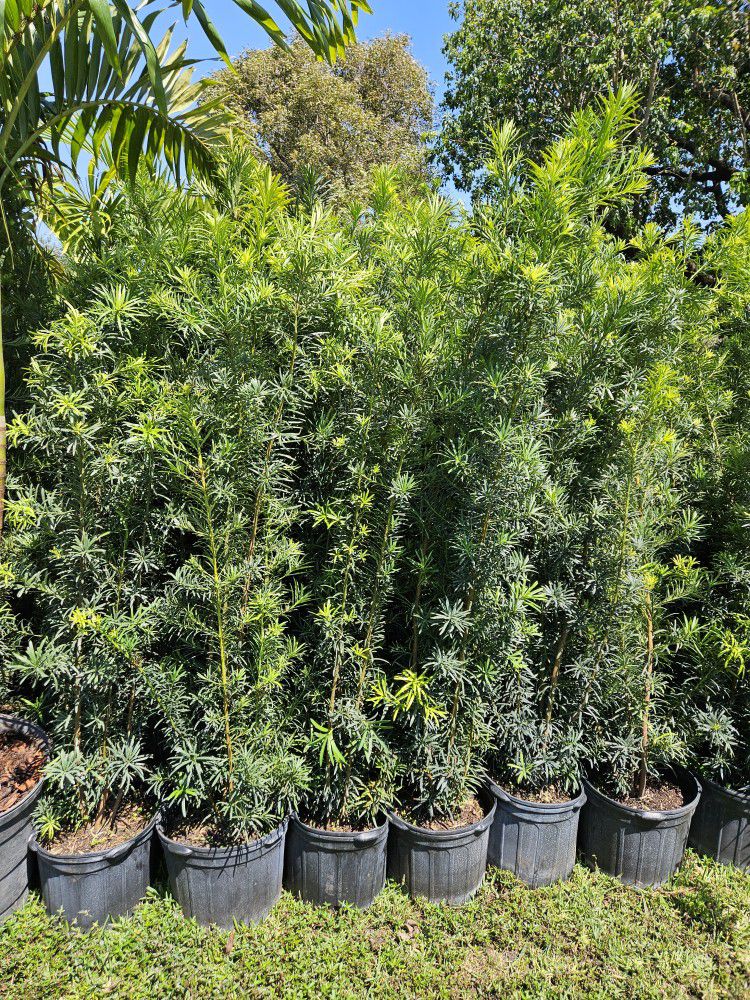 Podocarpus About  7 Feet Tall Instant Privacy Hedge For Fence Green Full Ready For Planting Same Day 