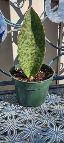 Snake Plant Whale Tail 