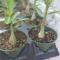 desert roses different colors exotic 