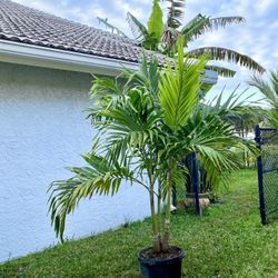 Christmas palm, adonidia merrillii (15g triple)