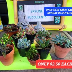 1 DAY PLANT SALE  MANY AT $2.50  EACH !! SUNDAY IN SAN LORENZO
