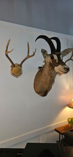 Sable Antelope Mounted