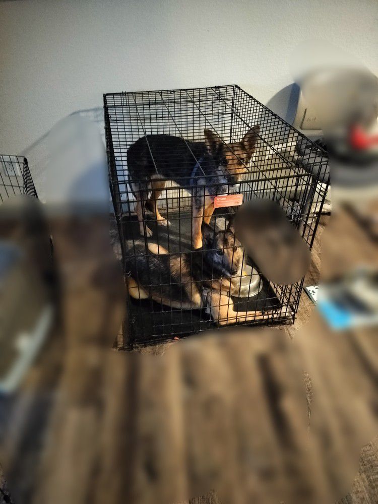 Large Dog Kennel Can Fit Two Dogs!!
