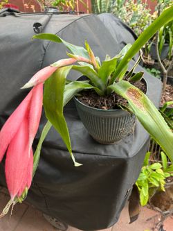 Planta