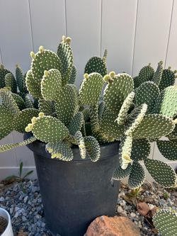 Plants cauctus