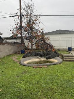 FREE PERSIMMONS- U PICK