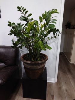 Lucky Potted Tree