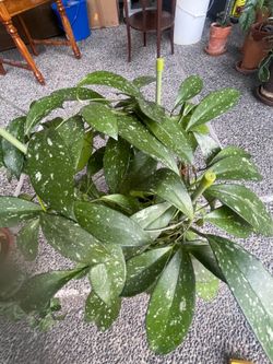 Huge & Ultra-Lush Variegated Hoya Carnosa