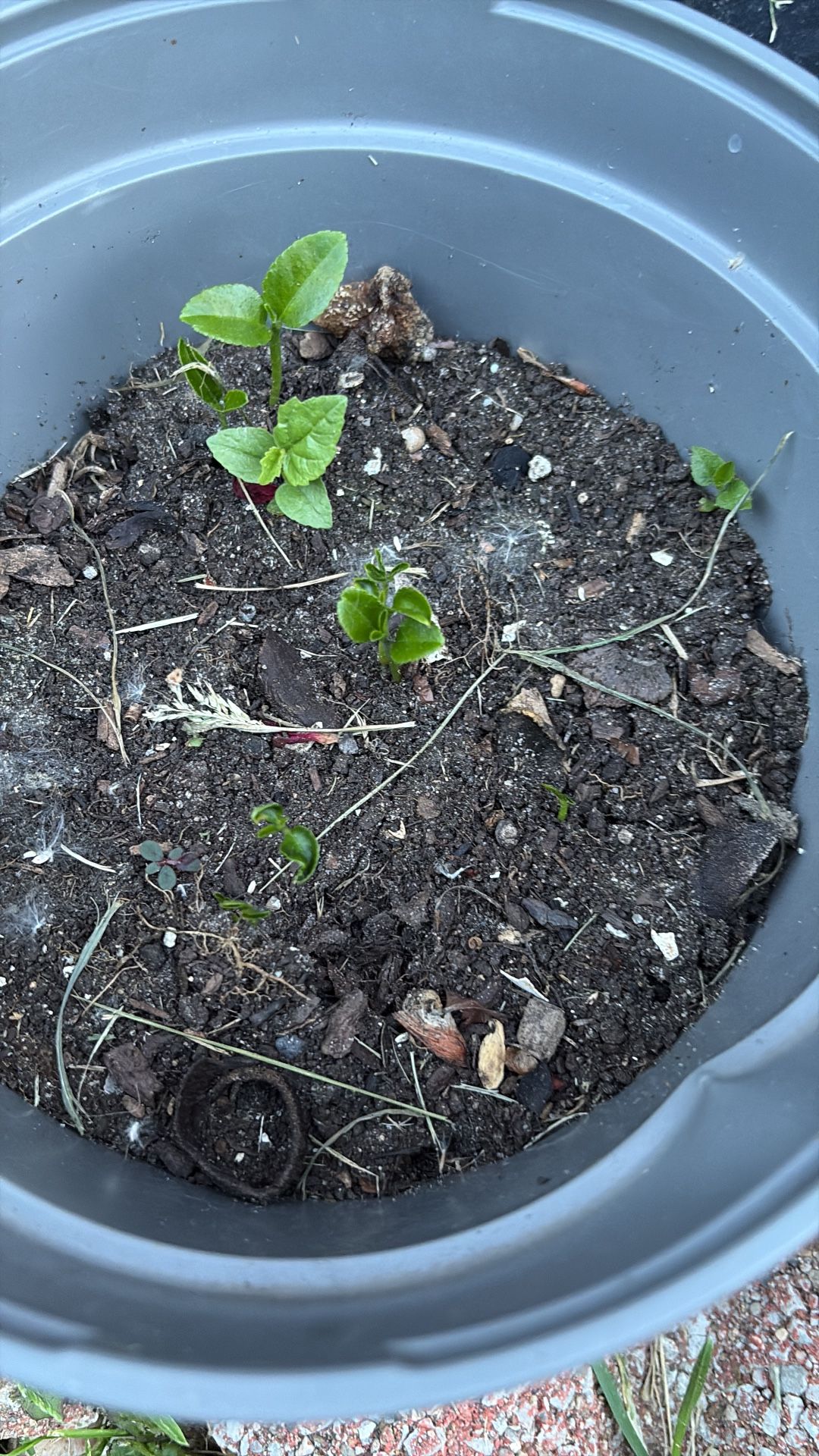 Lemon Seedling