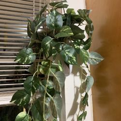 Fake Pothos
